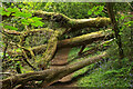 Trees across the path, Sunny Copse