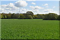 Wheat field