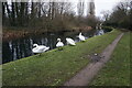 Swans on the Wyrley & Essington Canal