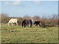 Ponies grazing at the RSPB Reserve, Conwy