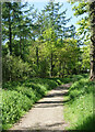 Path in Piddles Wood