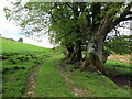 Llwybr cyhoeddus Ynys / Ynys public footpath