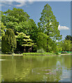 Trees by the lake, Burnby Hall Gardens