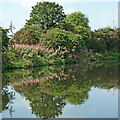 Canalside willowherb an hawthorn reflections near Wolverhampton