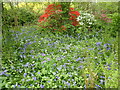 TQ6356 : Bluebells and azaleas in Great Comp Garden by Marathon