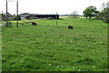 Cattle on the bridleway by Hill Farm