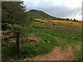 Path at the edge of Whinnyfield Plantation