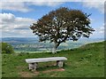 SJ2914 : Seat and tree on Breidden Hill by Mat Fascione
