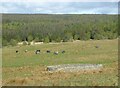 Cattle graze beyond a sheepfold