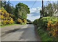 Lane near Moel y Golfa