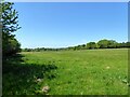 Hop Garden Mead/Nonsuch Meadow