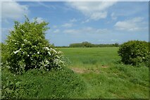 SE7974 : Field near Windmill Farm by DS Pugh