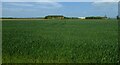 Cereal crops near West Farm