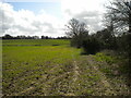 Public footpath east of Lower Sheering (1)