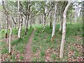 Path, Gullet Wood