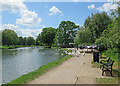 Chesterton: swans by the Cam