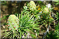 Young Larch Cones