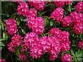 Rhododendron Flowers