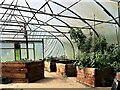 Inside the polytunnel at Robertsbridge Community College