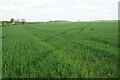 Wheat field on the edge of Bolsover