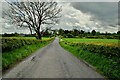 Bare tree along Spring Road