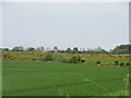 Gorse-dotted field