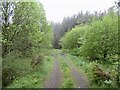 Forest road, Muirhead