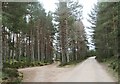 Track junction, Glen Feshie