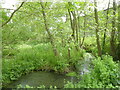 TG3523 : Wet woodland with stream by David Pashley