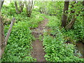 Bridleway in the wooded field margin