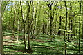 Marlpit Wood