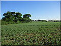 Bean field near Holton St. Mary