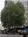 TQ3082 : A tree in London by Bob Harvey