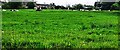 SE0343 : Field with cows on east side of Barrows Lane near Whitley Head by Luke Shaw