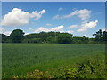 Field of cereal with building on the edge of a wood