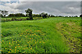 Buttercups in a field, Carnkenny