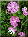 Red Campion (Silene dioica), Riverside Park, Ovingham