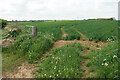 Cereal crop on Bolsover Moor