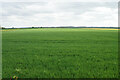 Cereal crop on Bolsover Moor