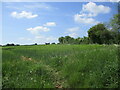 Wheat field, Lower Layham