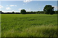 Field north of Thorpe Lane