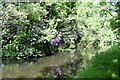 Rhododendrons overhanging the Basingstoke Canal