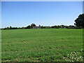 Spring sown cereal crop, Kersey