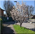 March blossom,  Frampton-on- Severn