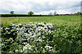 White thorn hedge, Derroar