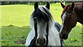 SU9838 : Horses south of Little Burgate Farm by Ian Cunliffe