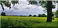 Farmland off The Avenue