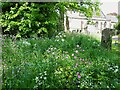 SE4458 : The Ascension, Whixley: churchyard wildflowers by Stephen Craven