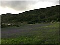 Bluebell laden fields, North Ballachulish