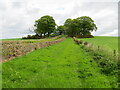 Grass pathway to the Captain Mark Tennant Memorial, Lochhill